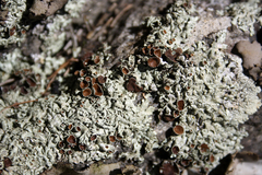 Xanthoparmelia conspersa