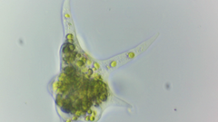 Amoebozoa