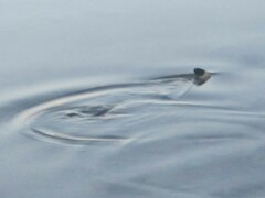 Carcharhinus melanopterus