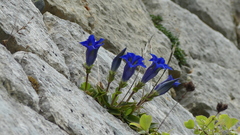 Gentiana occidentalis