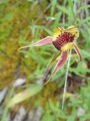 Caladenia conferta