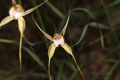 Caladenia decora