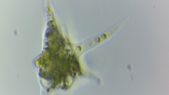 Amoebozoa