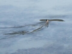 Carcharhinus melanopterus