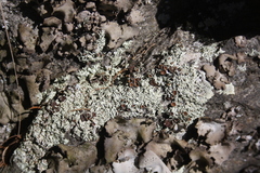 Xanthoparmelia conspersa