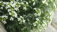 Hormathophylla macrocarpa