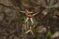Caladenia decora