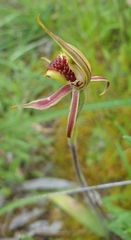 Caladenia conferta
