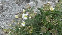 Hormathophylla macrocarpa