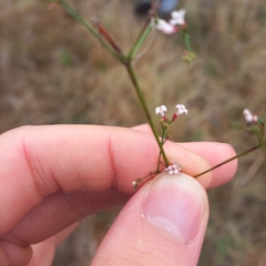 Asperula cynanchica