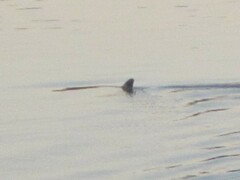 Carcharhinus melanopterus