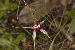 Caladenia decora