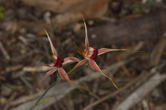 Caladenia decora