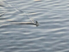 Carcharhinus melanopterus