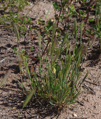 Hordeum murinum glaucum