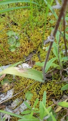 Caladenia conferta