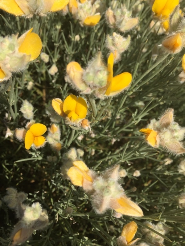 Echinospartum lusitanicum