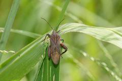 Physomerus grossipes