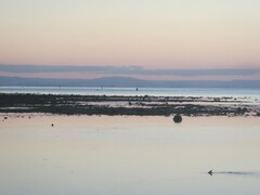 Carcharhinus melanopterus