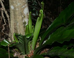 Asplenium australasicum