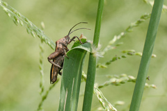 Physomerus grossipes