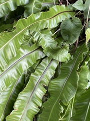 Asplenium scolopendrium scolopendrium