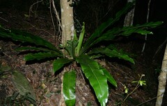 Asplenium australasicum