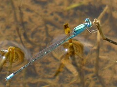 Pseudagrion decorum