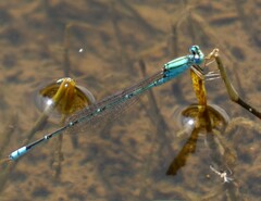 Pseudagrion decorum