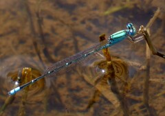 Pseudagrion decorum