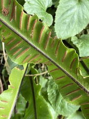 Asplenium scolopendrium scolopendrium