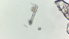 Aulacoseira muzzanensis