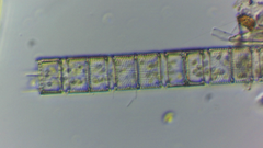 Aulacoseira muzzanensis