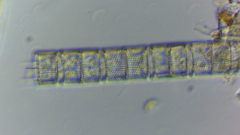 Aulacoseira muzzanensis