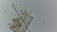 Aulacoseira muzzanensis