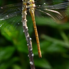 Austrocordulia refracta