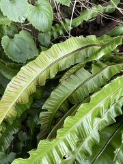 Asplenium scolopendrium scolopendrium