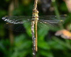 Austrocordulia refracta