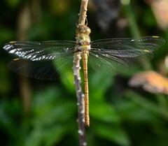 Austrocordulia refracta