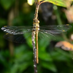 Austrocordulia refracta