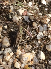 Stenobothrus festivus