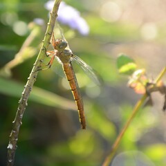 Austrocordulia refracta