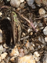 Stenobothrus festivus