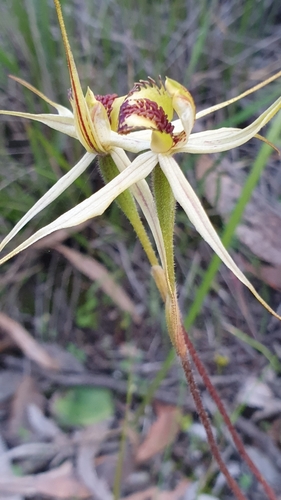 Image of Caladenia brumalis by (c) Rosalie Lawrence, some rights reserved (CC BY)