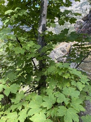 Acer opalus