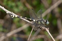 Ictinogomphus rapax