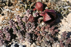 Tridentea pachyrrhiza