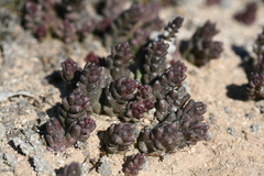 Tridentea pachyrrhiza