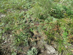 Kitagawia baicalensis