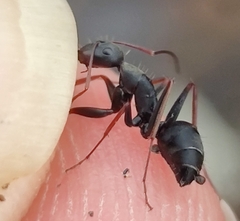 Camponotus feae